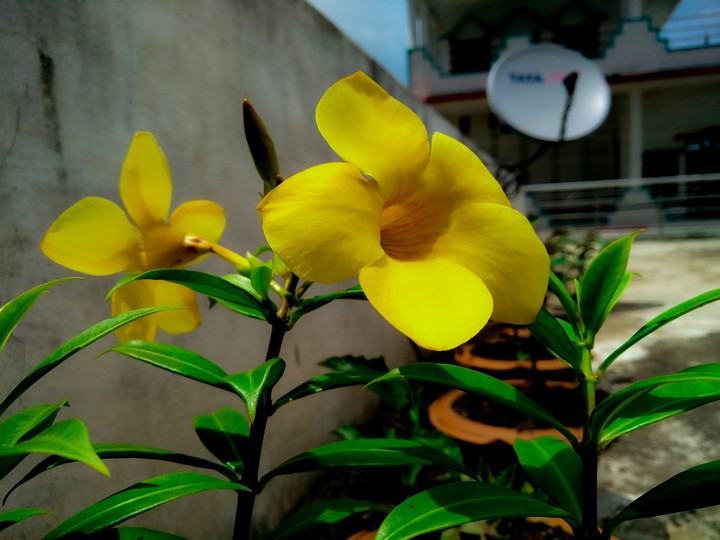 beautiful yellow flower