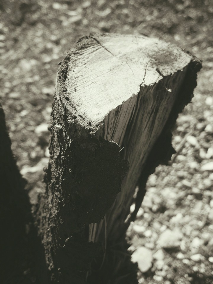 wood