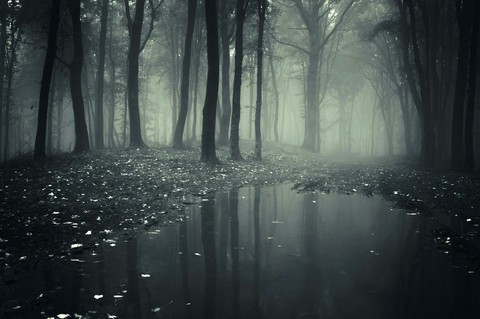 sfondi darkness, forest