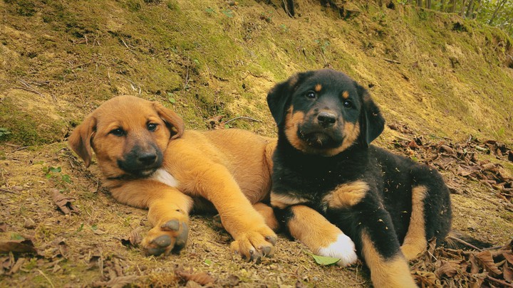 cuties