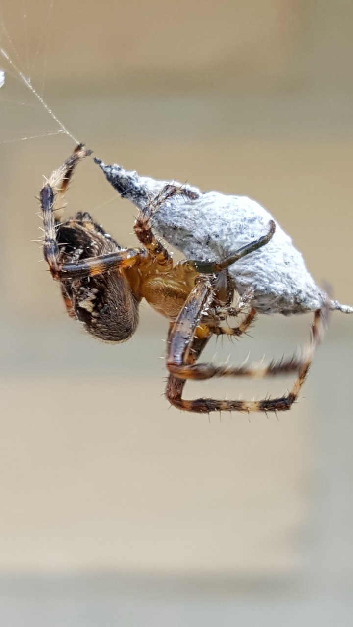 Spider