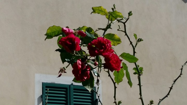 Beautiful Roses in Pieve Alta Genova