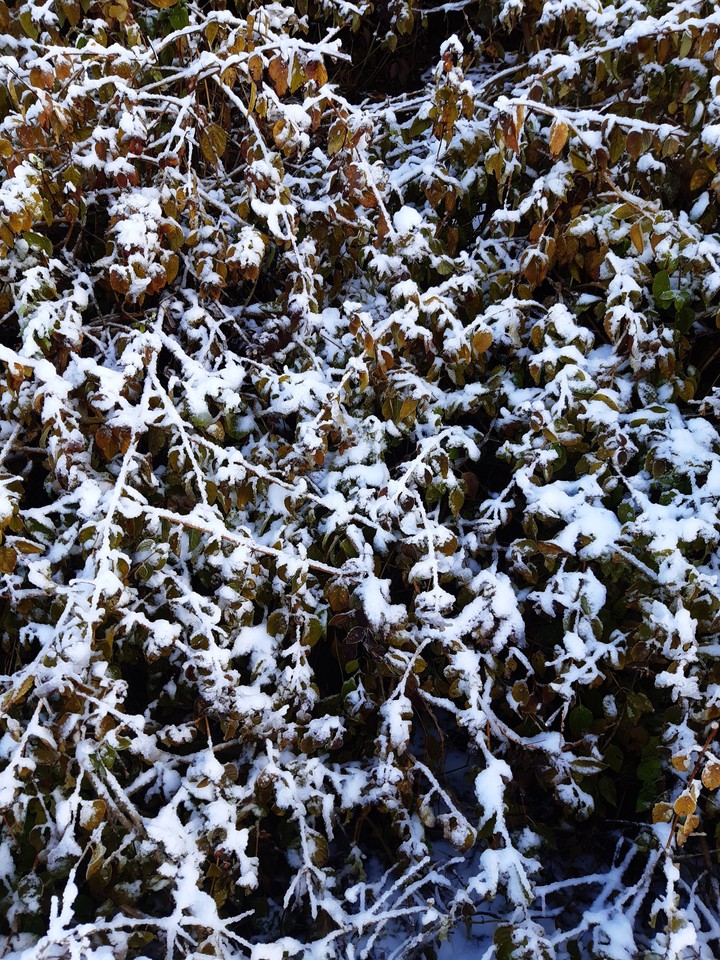Snow