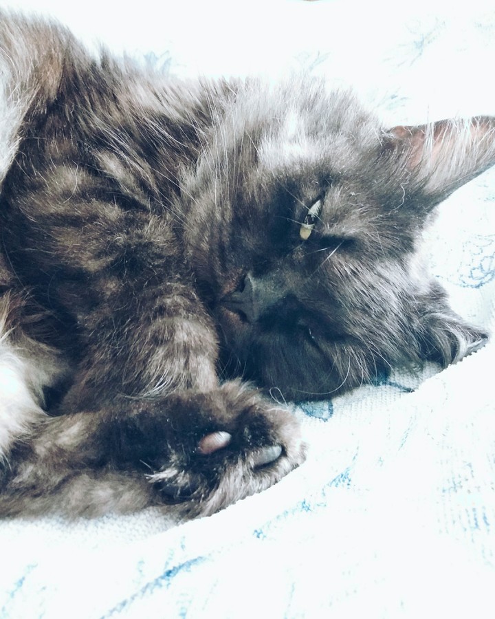 my huge furball)))