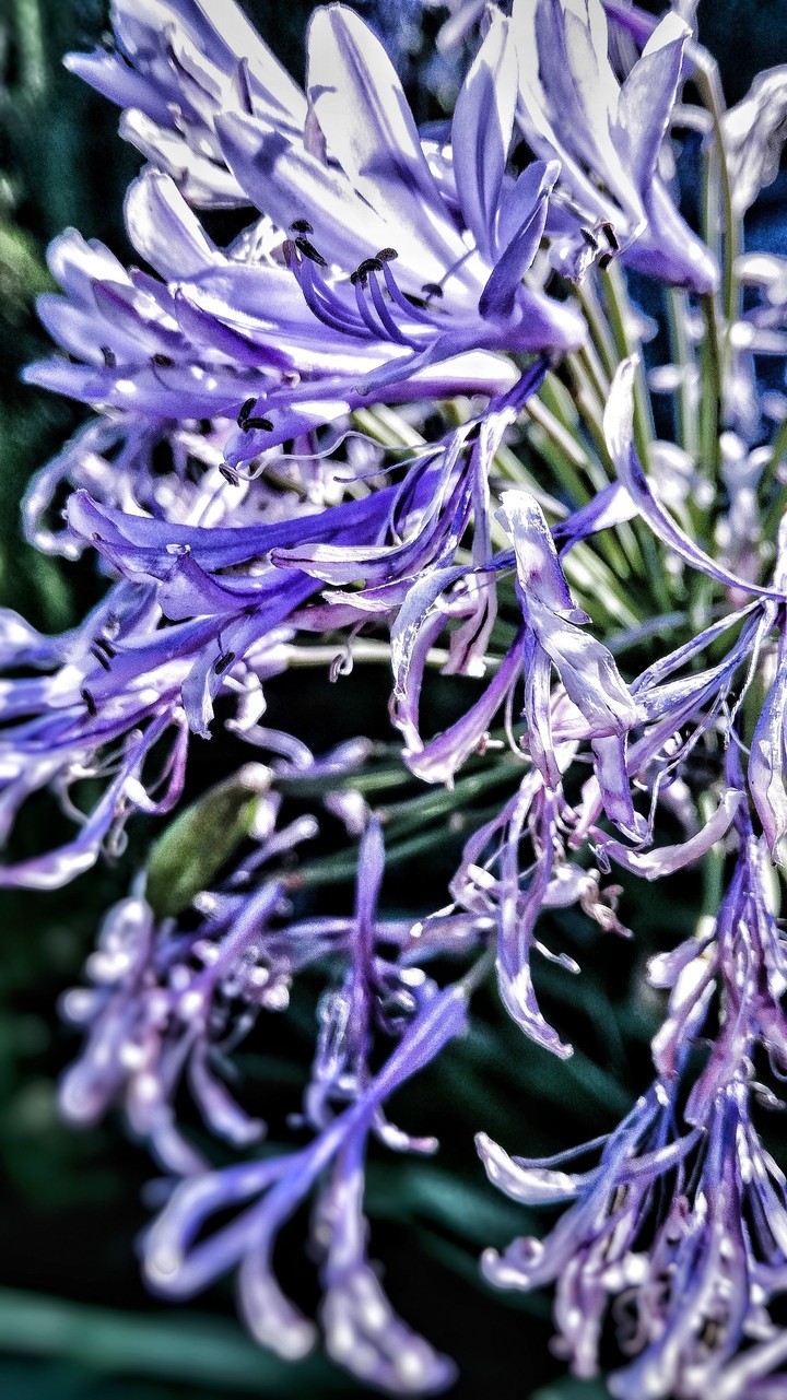 Flowers - Macro