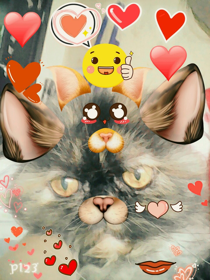 кошка на кошке