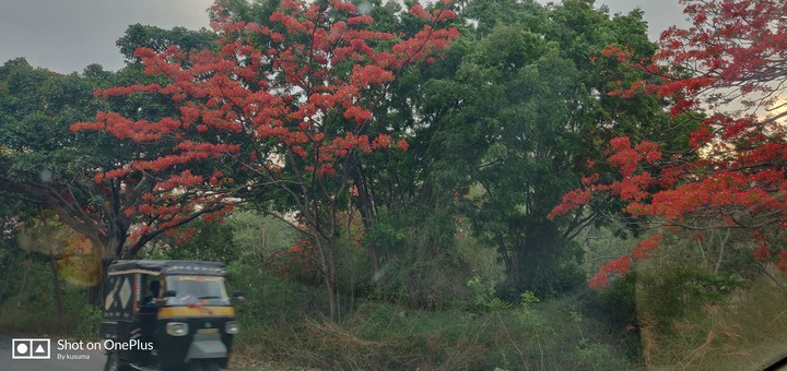 nature