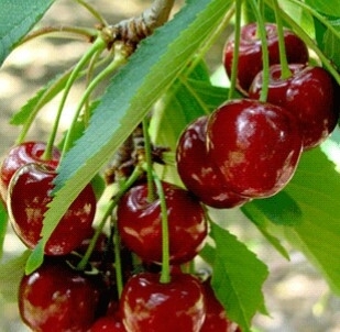 Berries 