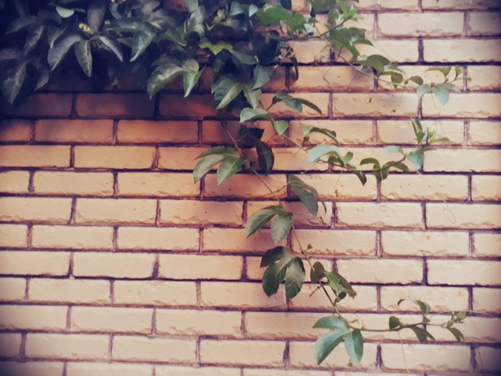 Leafy wall