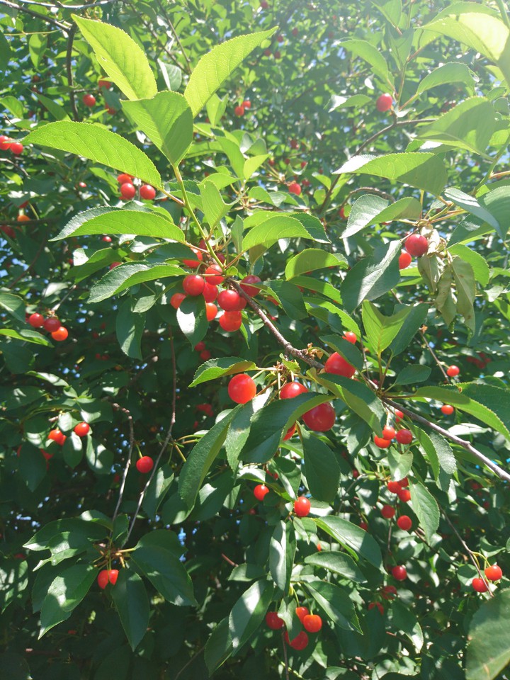 Spring cherry