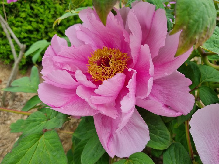 목단