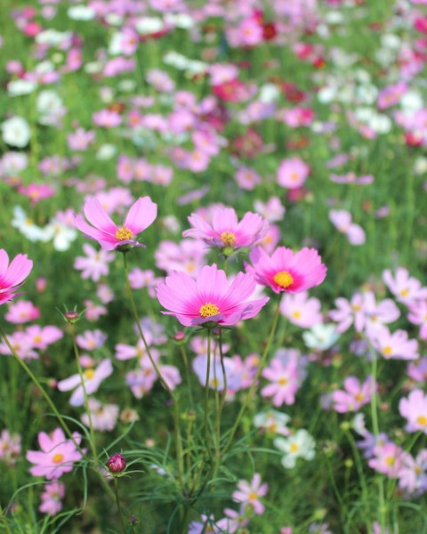 cosmos2