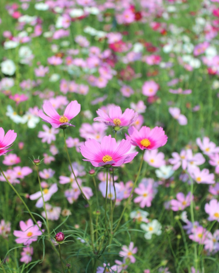 cosmos2