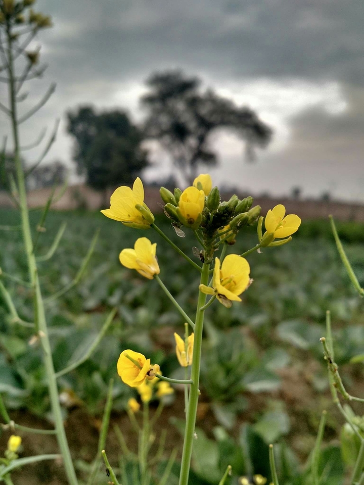 flowers
