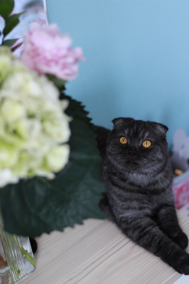 кошка с цветами