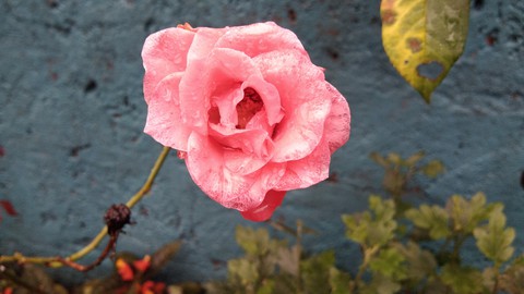 rose