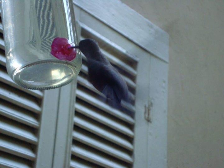 Beija-flor