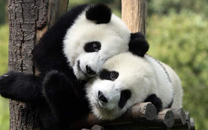 loving Pandas