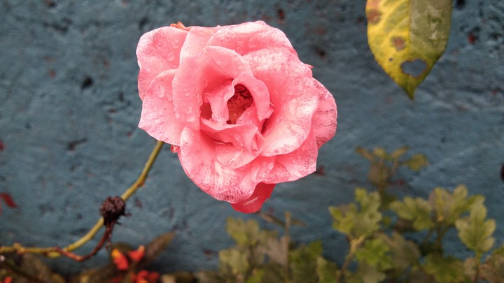 rose