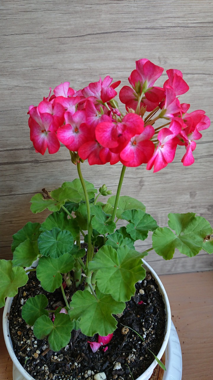 My Office Flower