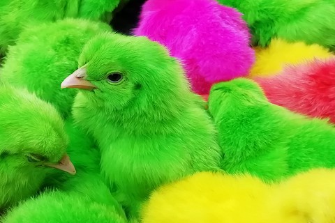 Chicks are really Beautiful! Aren't they?