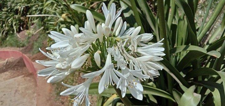 rose garden