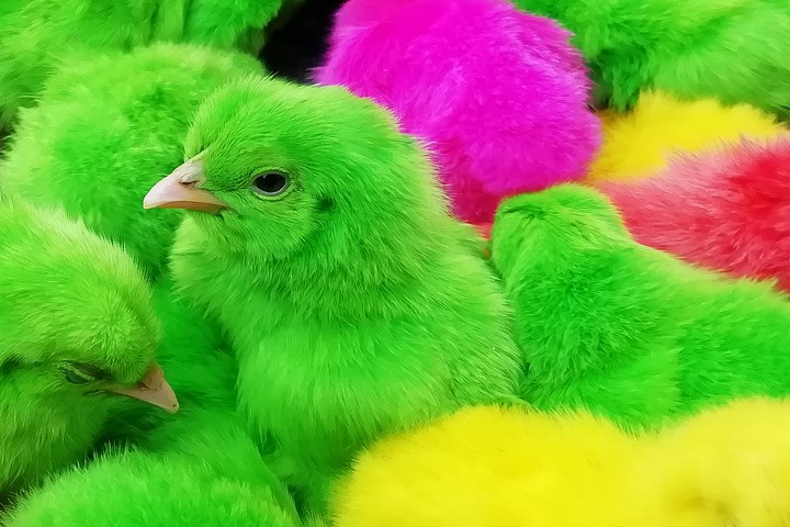 Chicks are really Beautiful! Aren't they?
