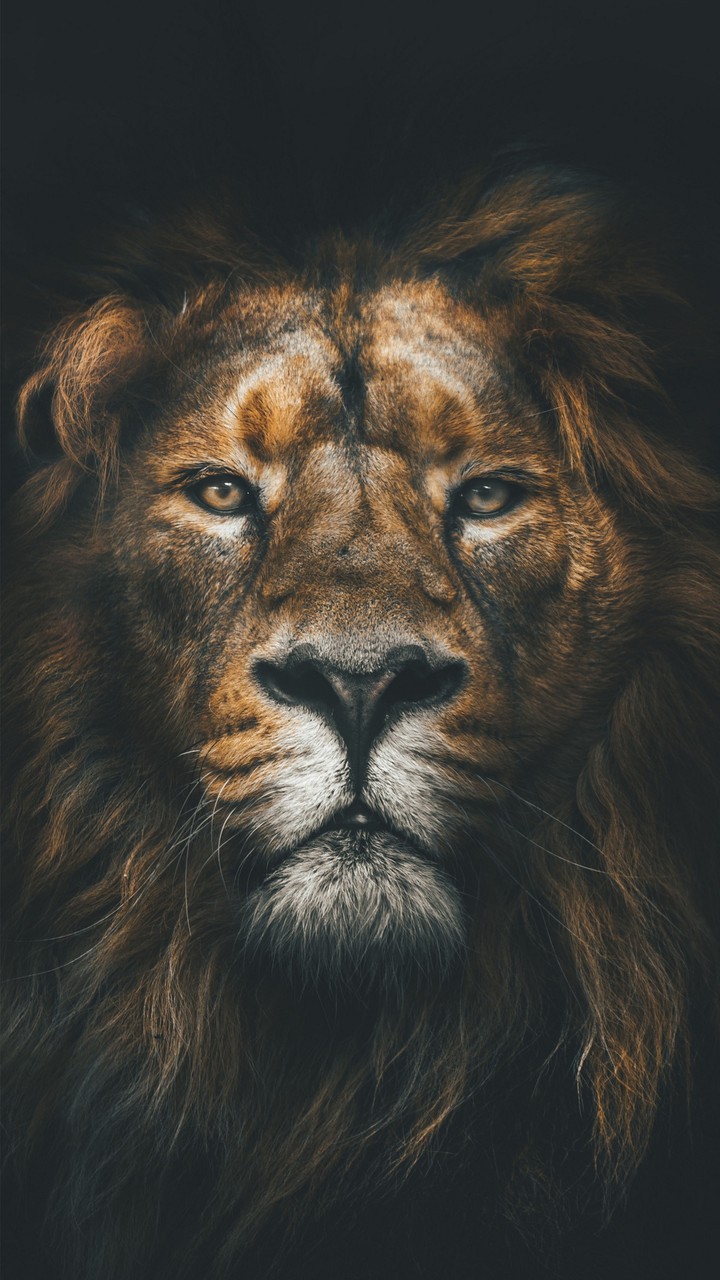 Lion king