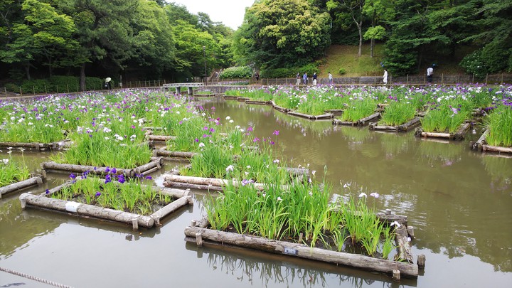 菖蒲の池