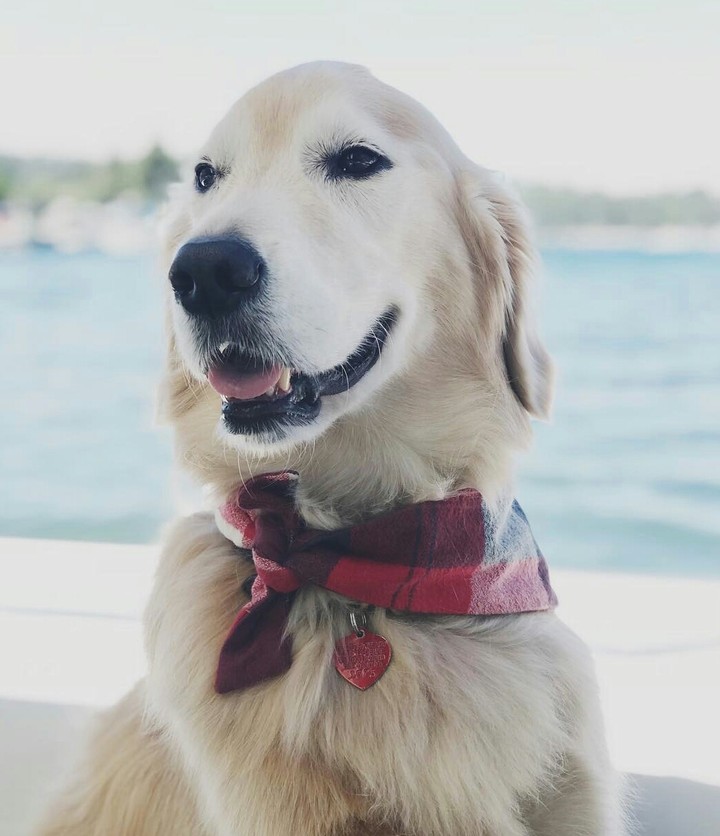 golden retriever
