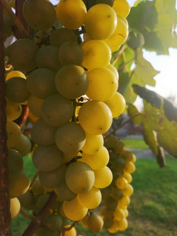 grape
