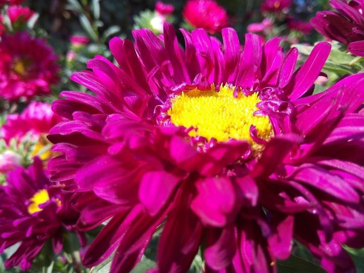 Flower