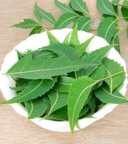 Neem Leafs