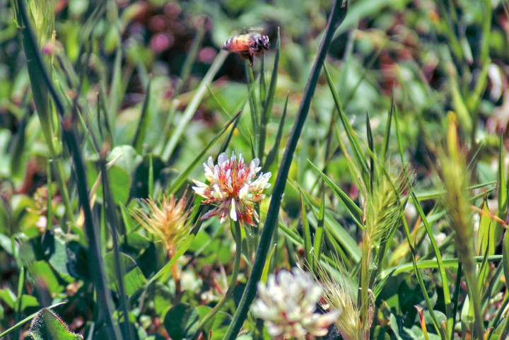 bee-my click-