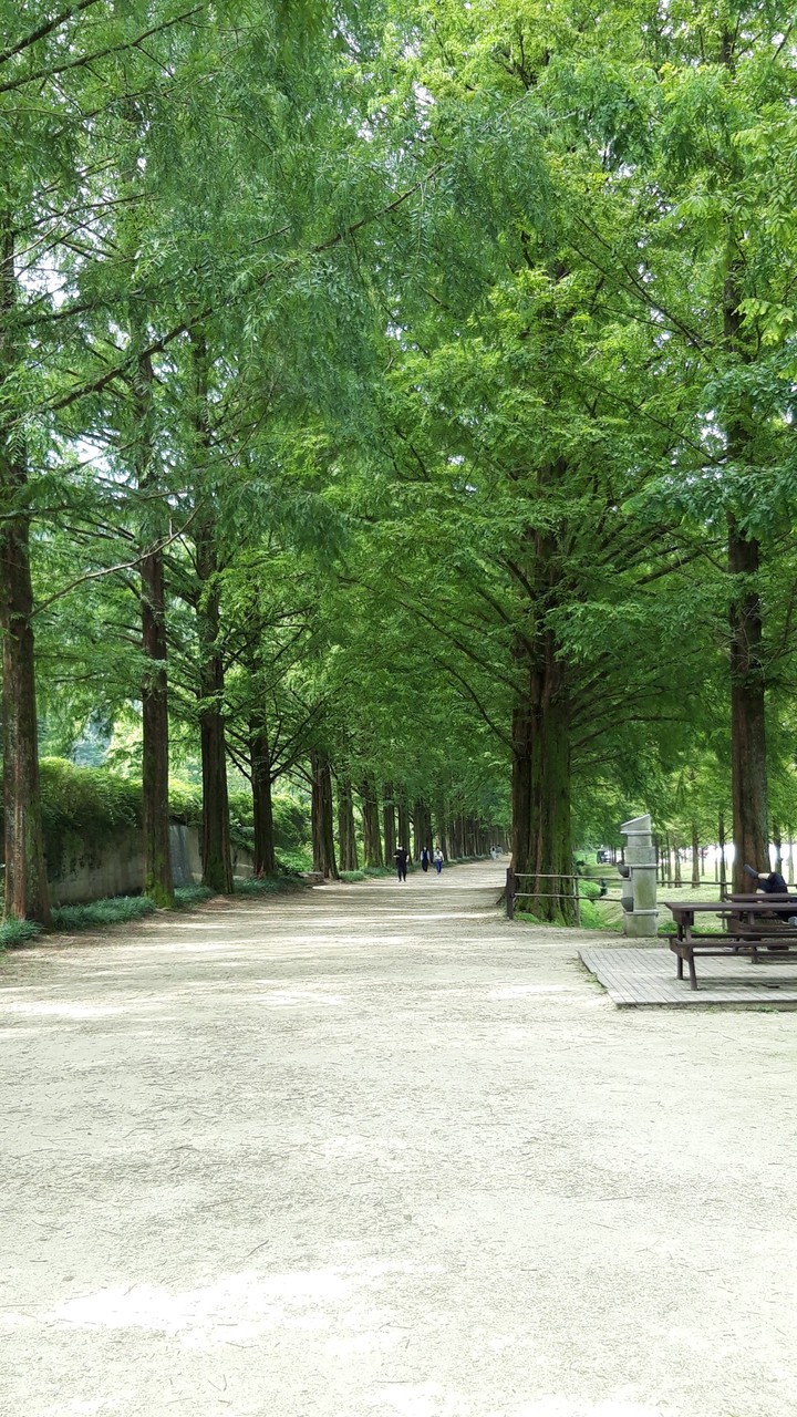 tree
