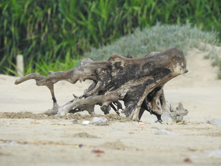 wood.. raw