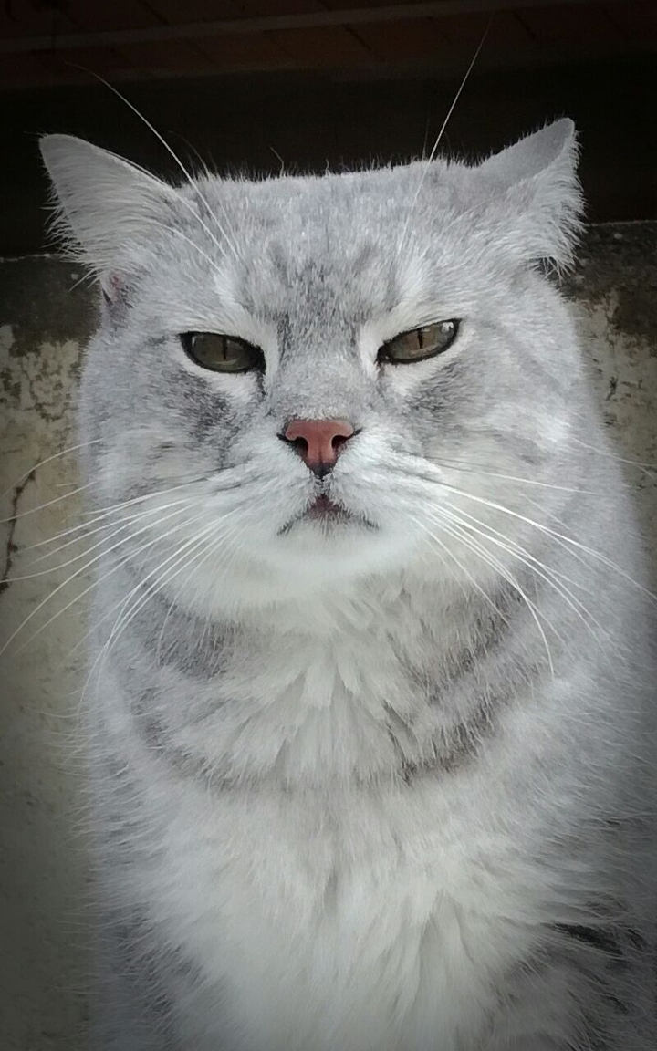 Gandalf