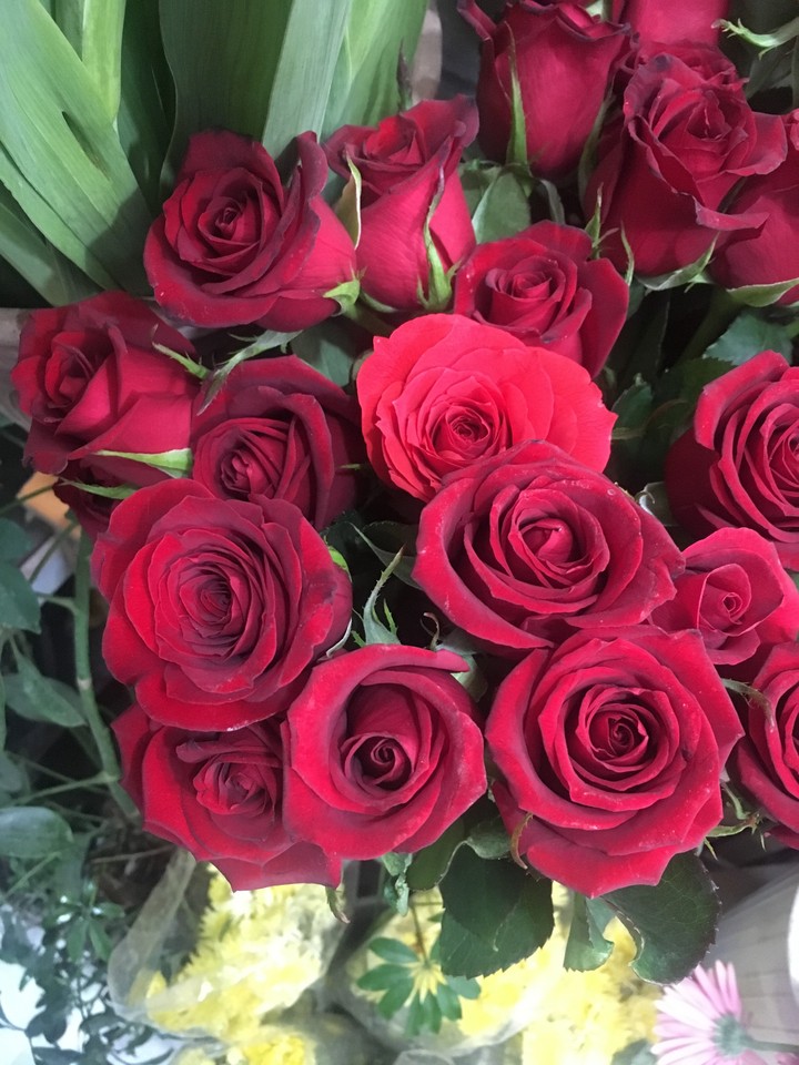 rose