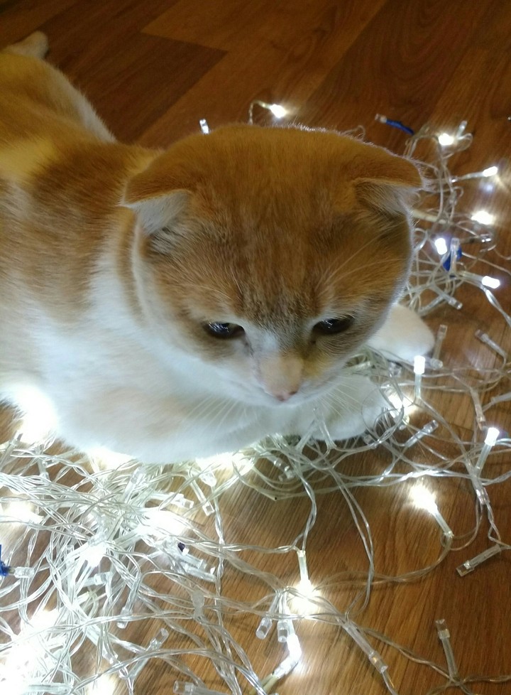 cat
