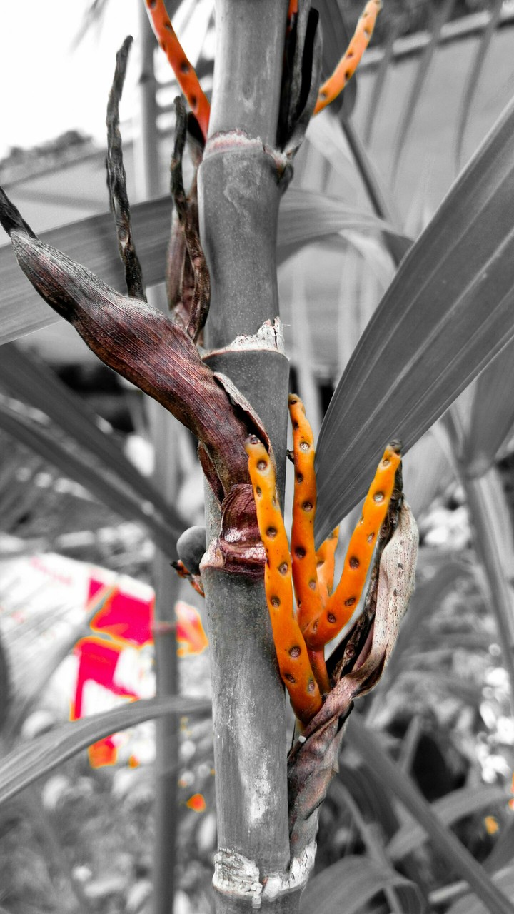 Bamboo