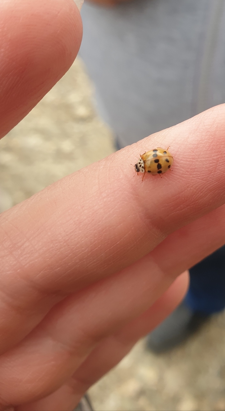 Ladybug hope