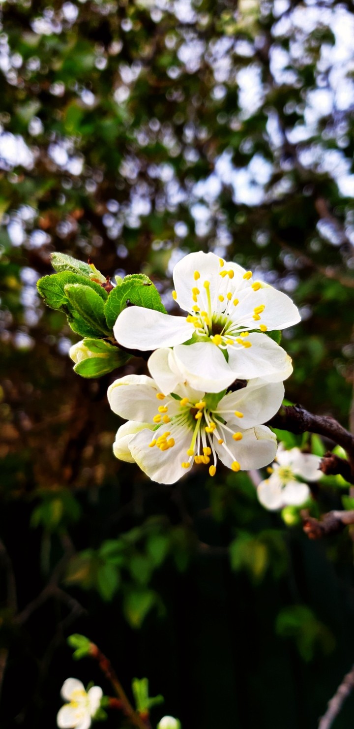Apple blossom