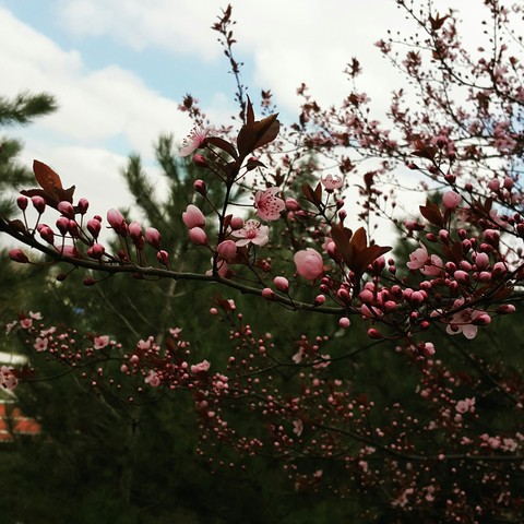 Pink flowers everywhere.