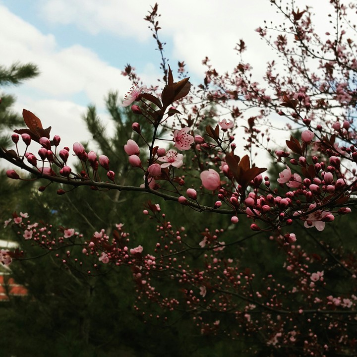 Pink flowers everywhere.