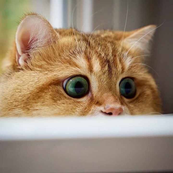 кот