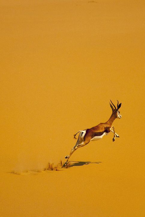 tapety wildlife, Antelope