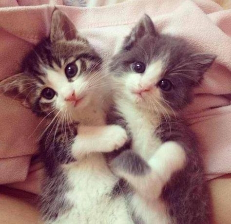 twins 