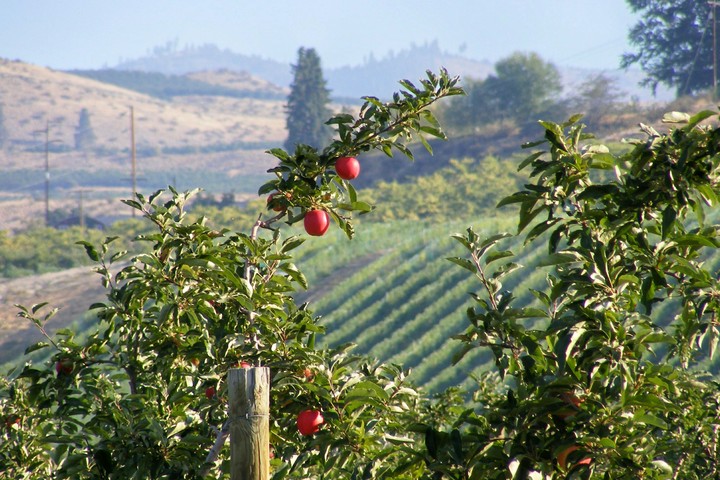 Apple Orchard-Wenatchee, Washington, USA