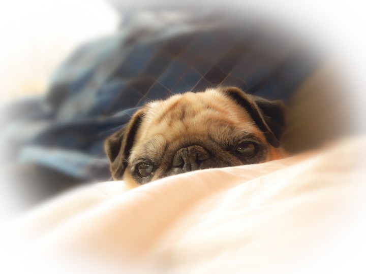 cute pug