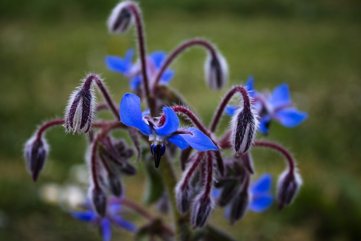 Blue Flowers